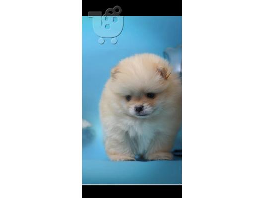 Καθαρόαιμα κουτάβια Pomeranian